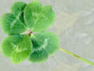 Adjon Isten szerencsét, lóherét!