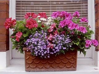 A virág kitágítja a világod!