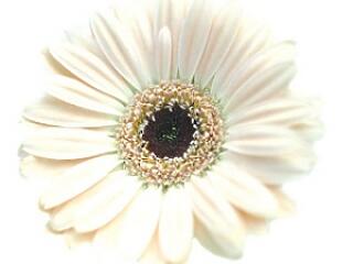 dr. Hidvégi Máté legújabb fejlesztése a daganatos betegeknek