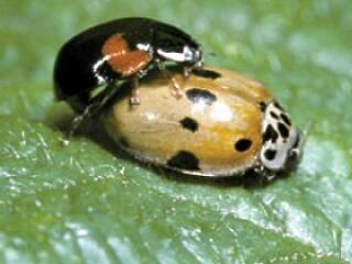 Színes, erőszakos és nagyon pornográf!