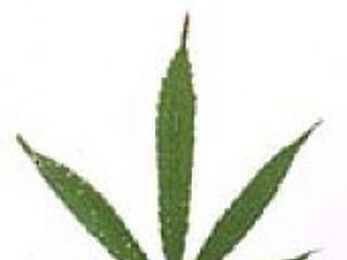 A marihuána gyógyszer