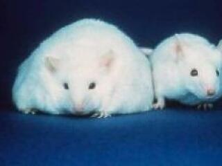 Megdöbbentő képek a génmódosítottakról