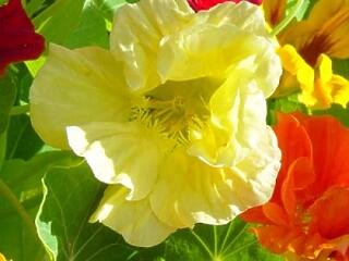 Az irigység - métely