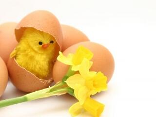 Csak nehogy megint nyulat!