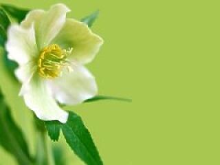 Ők Magyarország legsikeresebb asszonyai!