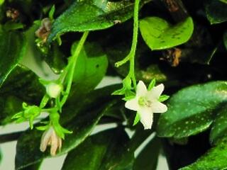 Így védd magad természetesen- a náthák, influenzák idején