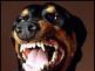 Ökölcsapások nyomában