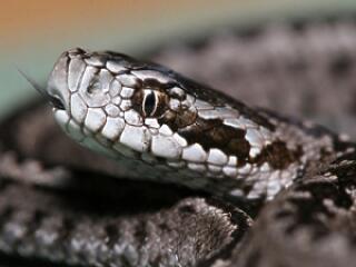 Mitől lehet erotikus egy kígyó?