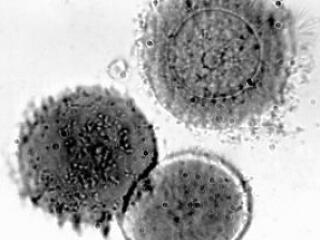 A klónozás sokba kerül