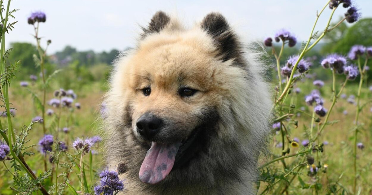 Miért fontos odafigyelni kedvenceink súlyára?