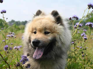 Miért fontos odafigyelni kedvenceink súlyára?