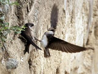 A házastársak közti szexuális feszültségek...