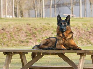 Mi a német juhászkutya népszerűségének titka?