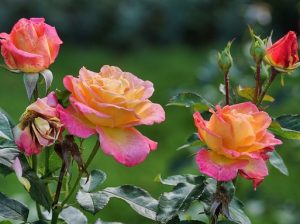Kerti-rózsák-Kép-pixabay