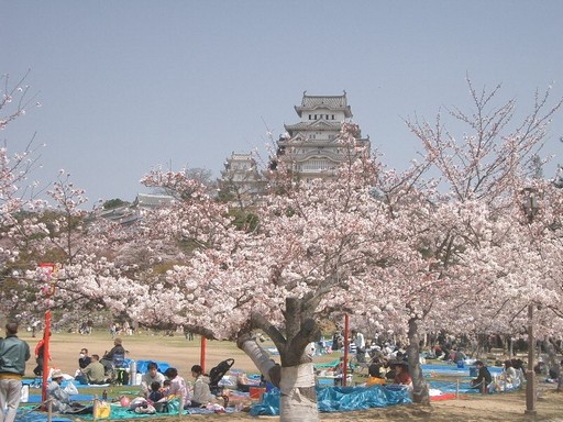 Japán cseresznyvirágzás, Kép: wikimedia