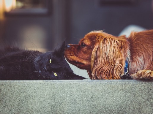 Cica és kutya, Kép: pixabay