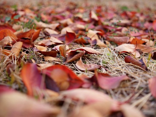 Késő ősz , Kép: pixabay