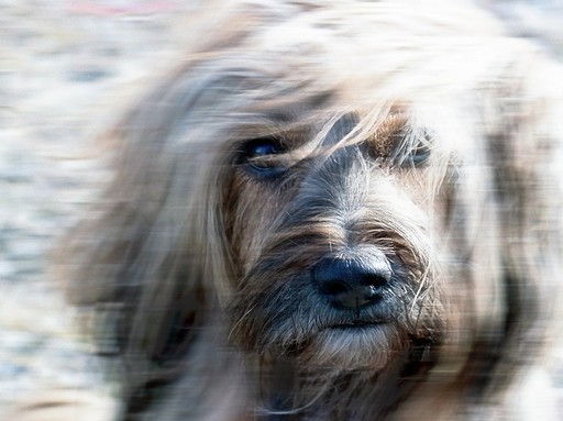 Kutya a szélben, Kép: pixabay