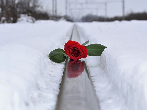 Vörös rózsa jégen, hóban, Kép: pixabay