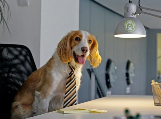 Kutyaigazgató nyakkendőben, Kép: kutyabarat.hu