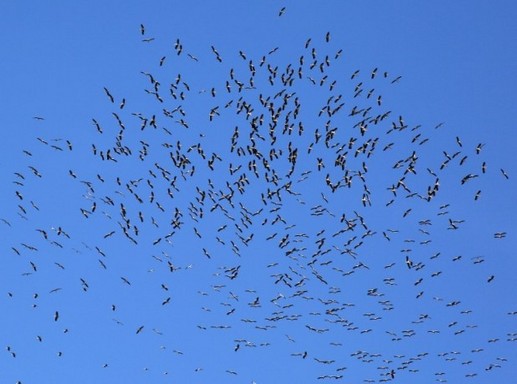 Libaonon fölött köröző gólyák, Kép: SPNL
