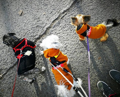 Fázós kutyusok, Kép: Zsákai Réka