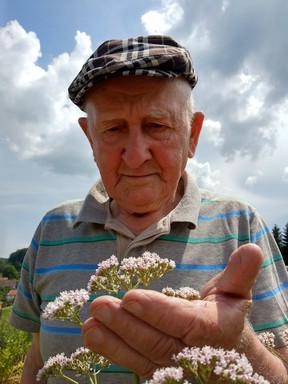 Gyuri bácsi macskagyökérrel, Kép: gyorgytea.hu