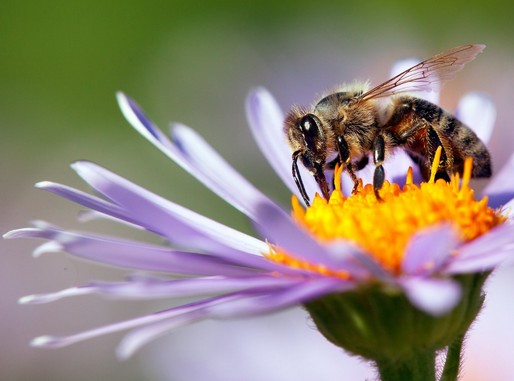 Méh egy lila virágon, Kép: sajtóanyag