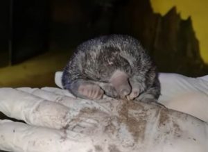 Tojásrakó hangyászsünbébi, filmkocka a Fővárosi Állat- és Növénykert mozijából