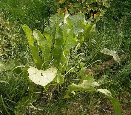 Tormalevél, Kép: Wikimedia