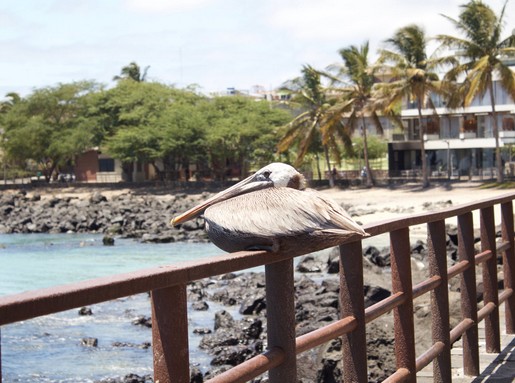 Ecuador, Kép: pexels