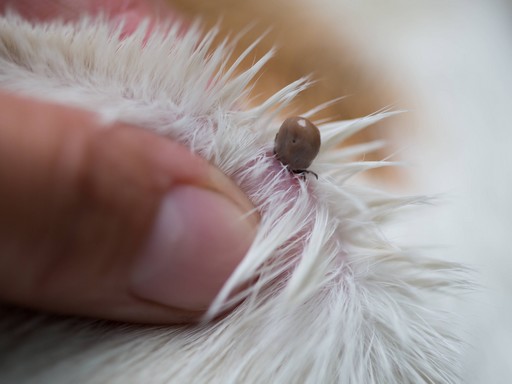 Kullancs állatszőrben, Kép: sajtóanyag