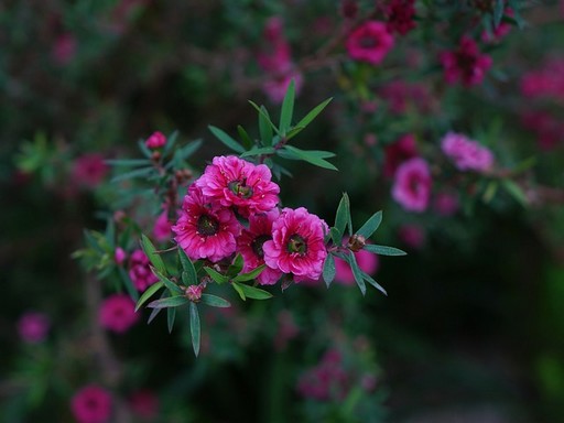 Virágzó bokor, Kép: zoldgyep.hu