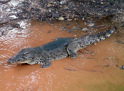 Crocodylus Rhombifer, Kép: wikimedia