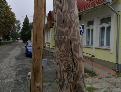 Ziráfnyak, Kép: László Márta