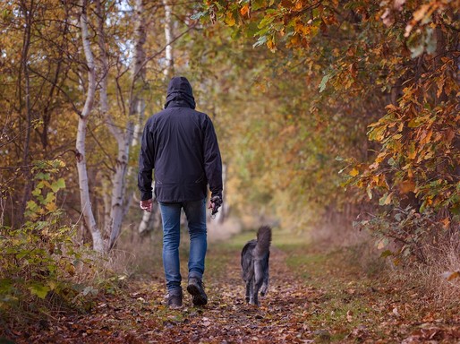 Őszi séta kutyával az erdőben, Kép: pixabay