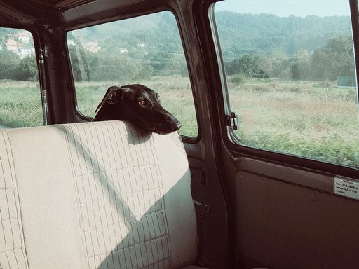 Kutya a hátsó ülésen, Kép: pixabay