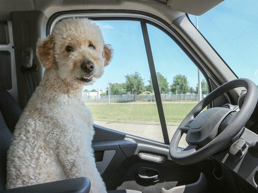 Kutya a volánnál, Kép: pixabay