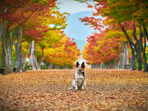 Kutya ül az őszi erdőben, Kép: pixabay
