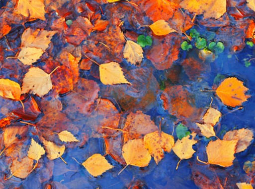 Őszi levelek a patak szélén, közeli, Kép: stihl