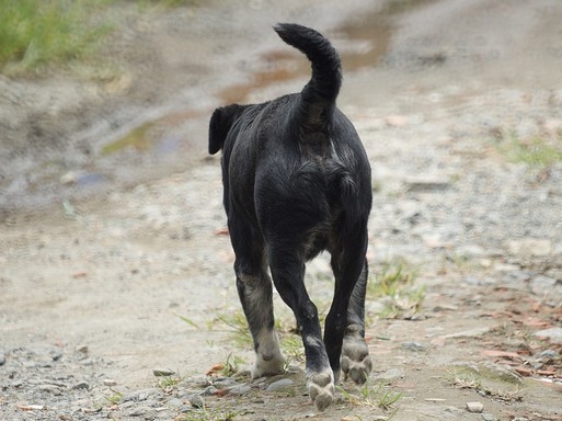 Kóbor kutya, Kép: pxhere