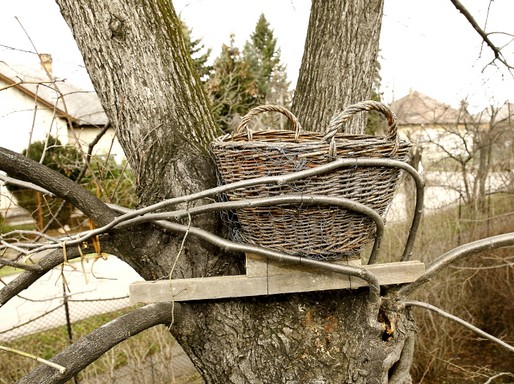 Egy dróthálóval megerősített vesszőkosár is remek fészkelőhelyet jelent számukra, Kép: Orbán Zoltán