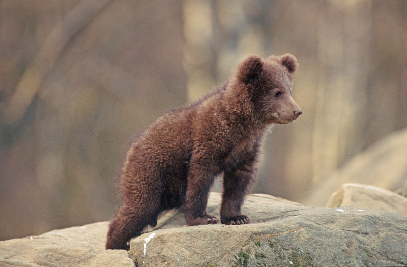 Európai barna medve, Kép: wikipedia