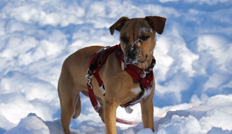 Kutya hóban, Kép: pxhere