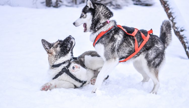 Kutyák játszanak a hóban, Kép: publicdomainpictures