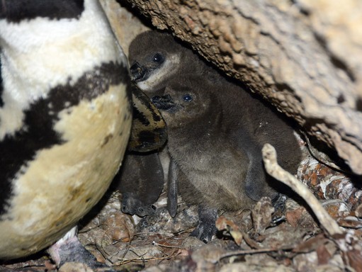 Pápaszemes pingvinfiókák, Kép: Bagosi Zoltán