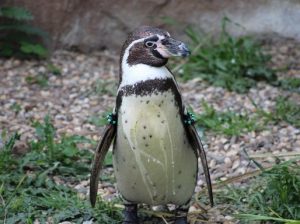 Pingvin a Krefeldi Állatkertben, Kép: pixabay