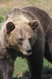 Barna medve, Kép: wikipedia