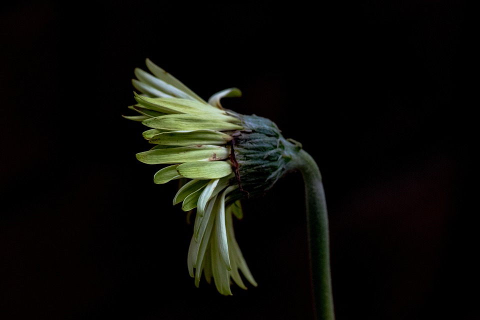 Hervadó virág, Kép: pixabay