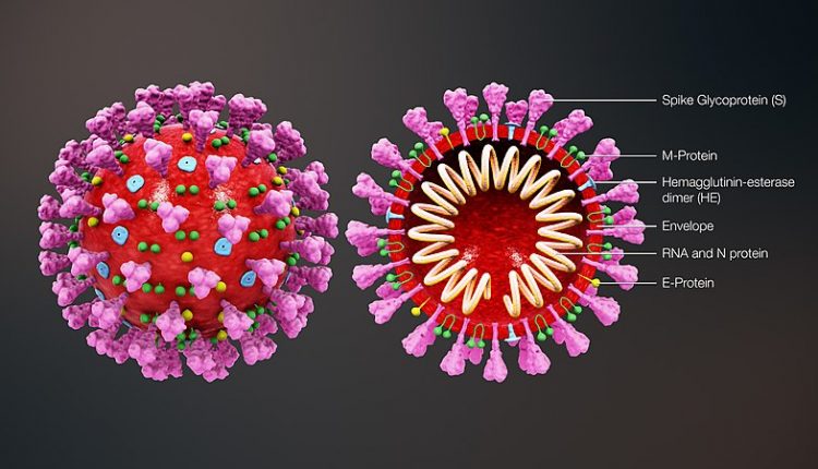 Korona-vírus, Kép: wikipedia